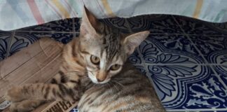 Katzen behalten ihre Weisheit für sich! Darin liegt das Geheimnis ihrer Anziehungskraft. (S. Kammerer)
