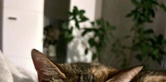 Zwei Superkatzen auf Wohnungssuche!