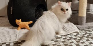 Hübsche vierjährige Perserkatze – VERMITTELT