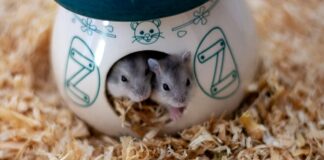 Vier Hamster warten auf ihr Zuhause – VERMITTELT