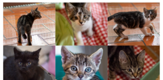 Unser Katzenkindergarten – VERMITTELT