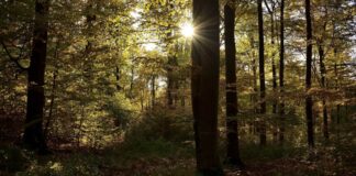 Unsere >Große Runde< Spaziergang durch Grünberger Feldgemarkung