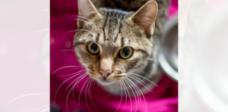 Ein toller Kater – DEXTER – VERMITTELT