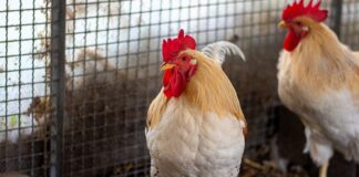STAN&OLLI von “Rettet das Huhn e.V.” – VERMITTELT
