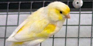 Fundvogel TORO – VERMITTELT