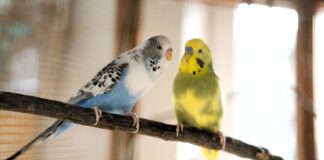Die Wellensittiche PÜNKTCHEN & SANDY – VERMITTELT