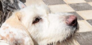 Nette Hunde suchen ein Zuhause!