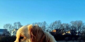 Goldie sucht geeignete Menschen!