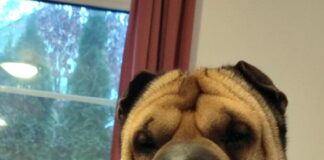 Shar Pei Liebhaber gesucht!
