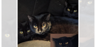 CHINO&CHUMA suchen ein Zuhause – VERMITTELT