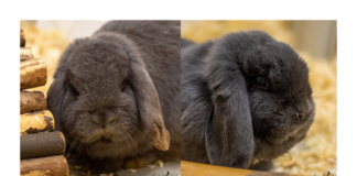 Ruhe und Gelassenheit mit Lilo und Stitch: Zwei Widderkaninchen suchen ein liebevolles Zuhause (vermittelt)