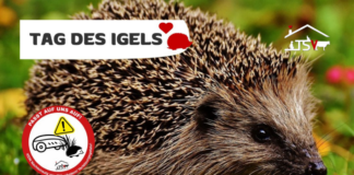Tag des Igels