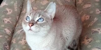 Maddie, die “Klosterkatze”!