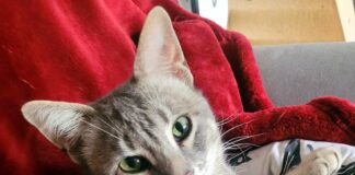 Traumkater Cid!