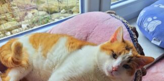 Ein “gestandener” Kater! Zuhause gefunden!