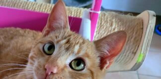 Zipi, der Schmusestar im Katzenzimmer! Zuhause gefunden!