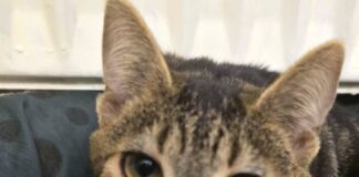 Auf bestem Weg zu Schmusekatzen!