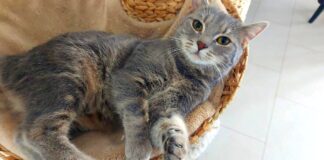 Zartes Katzenmädchen Stella! Zuhause in Heuchelheim gefunden!