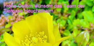 Frohe Ostern mit einem fleißigen Osterhasen und Sonnenschein wünscht das Team der Tieroase Heuchelheim!