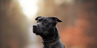 Tammy – Staffordshire-Mix ist ein Powerpakt auf 4 Pfoten