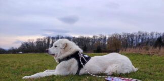 Titan, Herdenschutzhund-Mix sucht ein erfahrenes Zuhause mit Herz