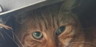 Garfield (3): Wohnungskatze mit Allergie sucht liebevolles, ruhiges Heim – VERMITTELT