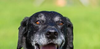 Zelda (10): Hunde-Oma blüht auf und sucht sicheres Zuhause mit Ersthund