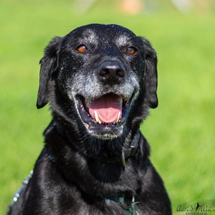 2025-04-24 Bild Hund Zelda