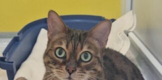 Bengalkatze Kira sucht erfahrenes Zuhause ohne Kinder/Katzen