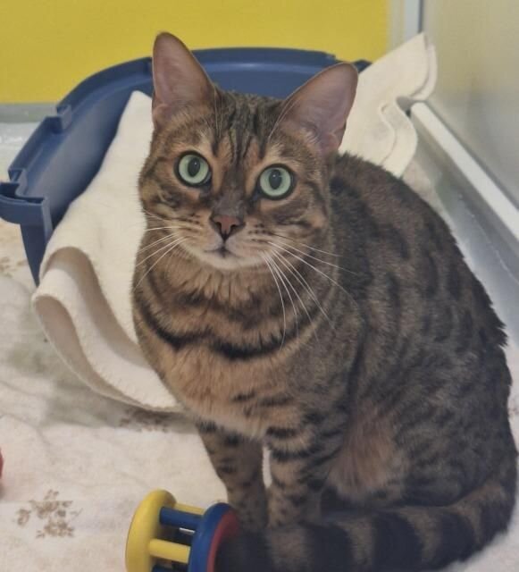 2025-04-24 Bild Katze Kira