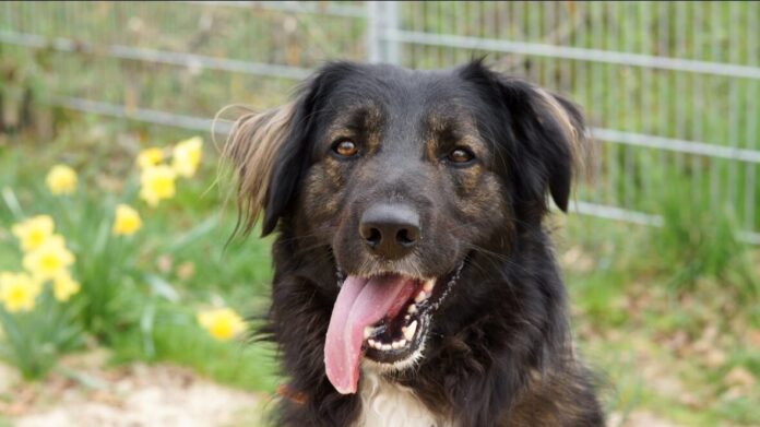 2025-04-28 Bild Hund Bali