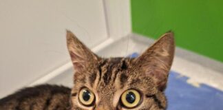 Lima – Zurückhaltende Katze sucht Zukunft – VERMITTELT