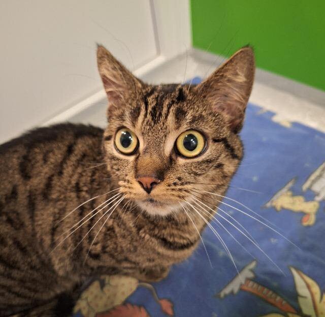 2025-04-28 Bild Katze Lima