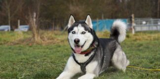 Herausfordernder Husky-Rüde Fire sucht erfahrene Hände