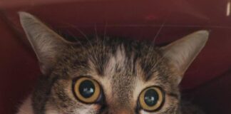 Selbstbewusste Katze Meggi sucht verständnisvolles Zuhause – VERMITTELT