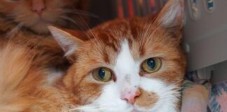 Bauernhof-Katzen suchen Freigänger-Paradies – VERMITTELT
