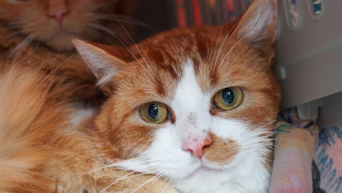 2025-05-05 Bild Katze Ossip