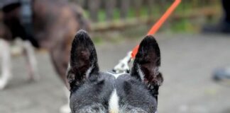 Nobi (11) sucht ein liebevolles Rentnerparadies: Boston Terrier-Senior mit Entdeckergeist – VERMITTELT
