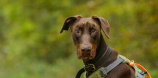 Kraftpaket mit großem Herz: Dobermann Attila sucht erfahrene Hände für ein erfülltes Leben