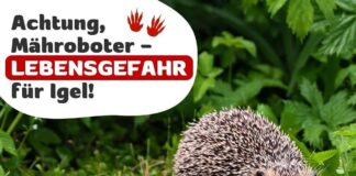 Rasenmähen mit Bedacht: Tödliche Gefahr für Igel durch Mähroboter im Garten