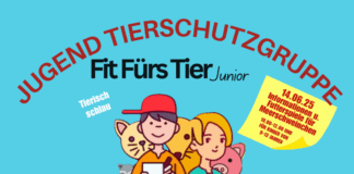 Tierisch schlau: Spannende Informationen und Futterspiele für Meerschweinchen
