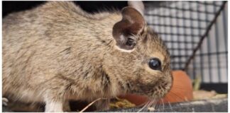 Unsere Degus Kiri & Paula: Entdecker auf Wohnungssuche – VERMITTELT