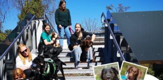 Erfahrene Hundebegleiter*innen gesucht