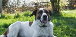 Trolli: Ein Herdenschutzhund-Mischling sucht hundeerfahrene Menschen