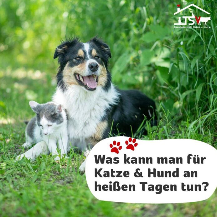2025-06-39 Bild Sommerhitze & Haustiere