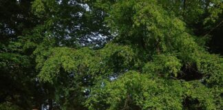 Schwanenteich parkrun-Ausflug nach Trier