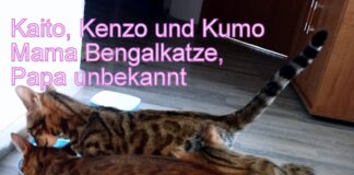 Drei Bengalmix Kitten möchten Ihr Herz und Heim erobern. Zwei Katerchen haben ein Zuhause gefunden! Der dritte Junge zieht zu seiner Mama!