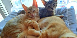Eine zauberhafte Katzenfamilie!