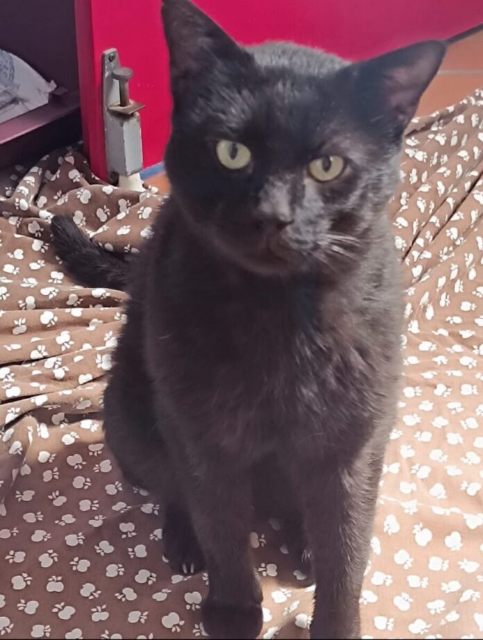 2025-07-14 Bild Katze Preto