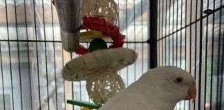 Indiana sucht Gesellschaft und Platz zum Fliegen – VERMITTELT